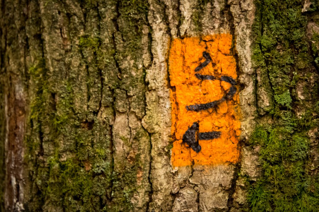 Wandern an der Strecke der Bergischen Museumsbahnen e.V.