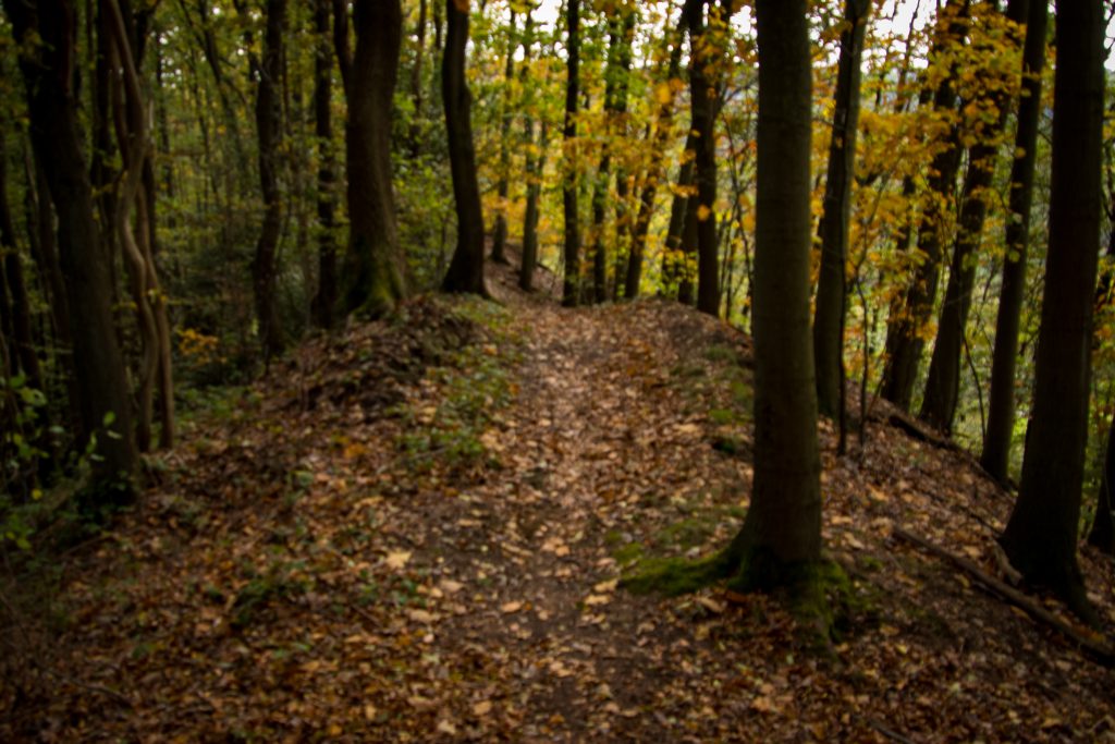 Impressionen aus dem herbstlichen Wald