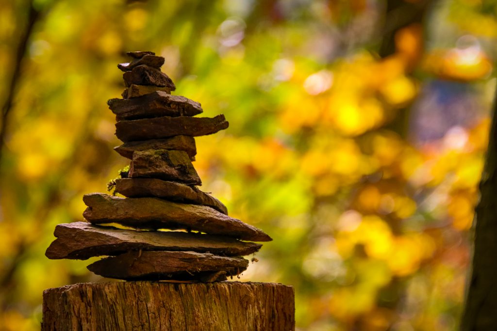 Impressionen aus dem herbstlichen Wald