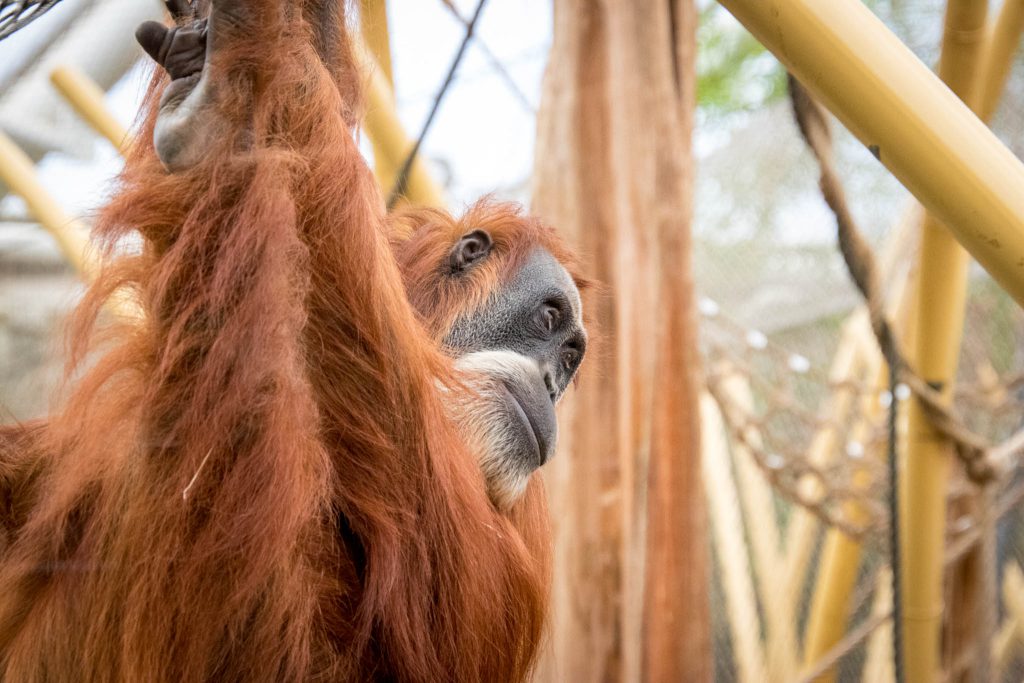 Zoo ZOOM Erlebniswelt Gelsenkirchen