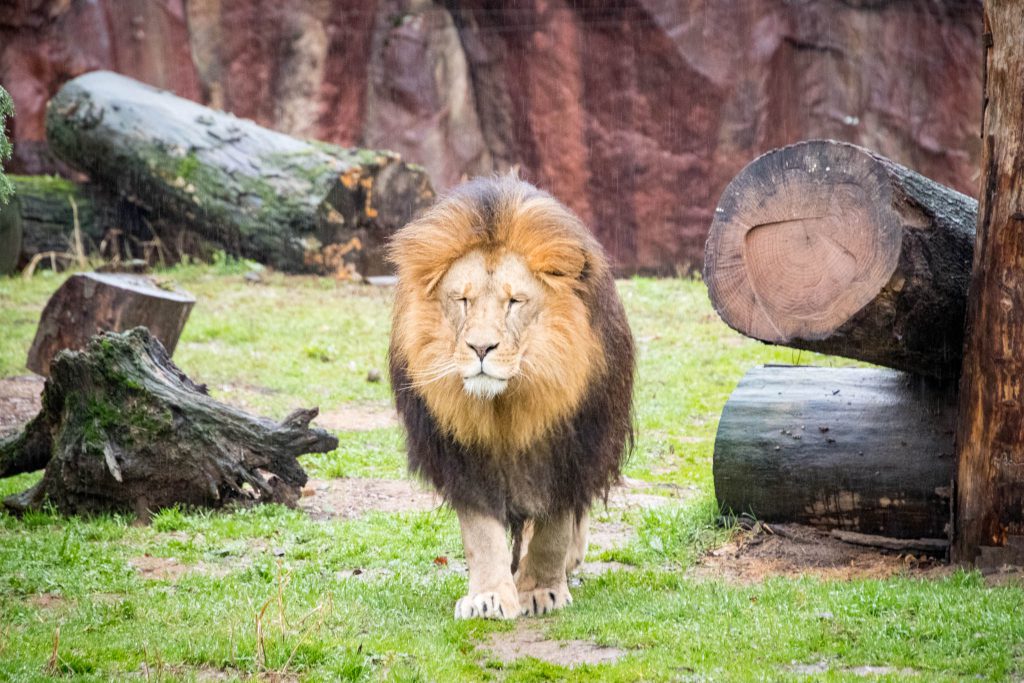 Zoo ZOOM Erlebniswelt Gelsenkirchen