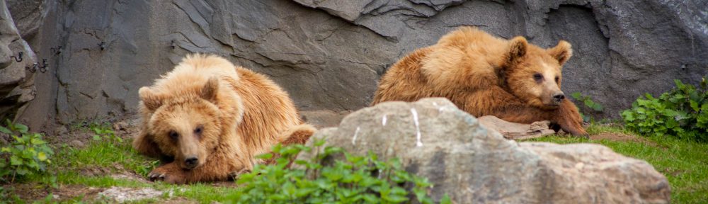 Zoo ZOOM Erlebniswelt Gelsenkirchen