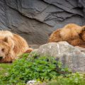 Zoo ZOOM Erlebniswelt Gelsenkirchen