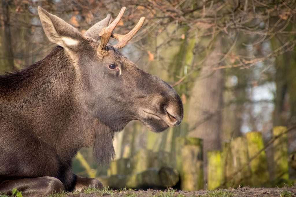 Zoo ZOOM Erlebniswelt Gelsenkirchen