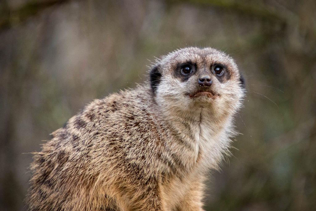 Zoo ZOOM Erlebniswelt Gelsenkirchen