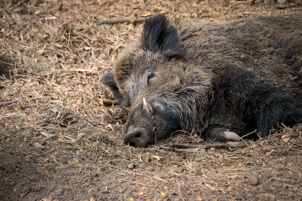 Wildpark Dünnwald - Keiler