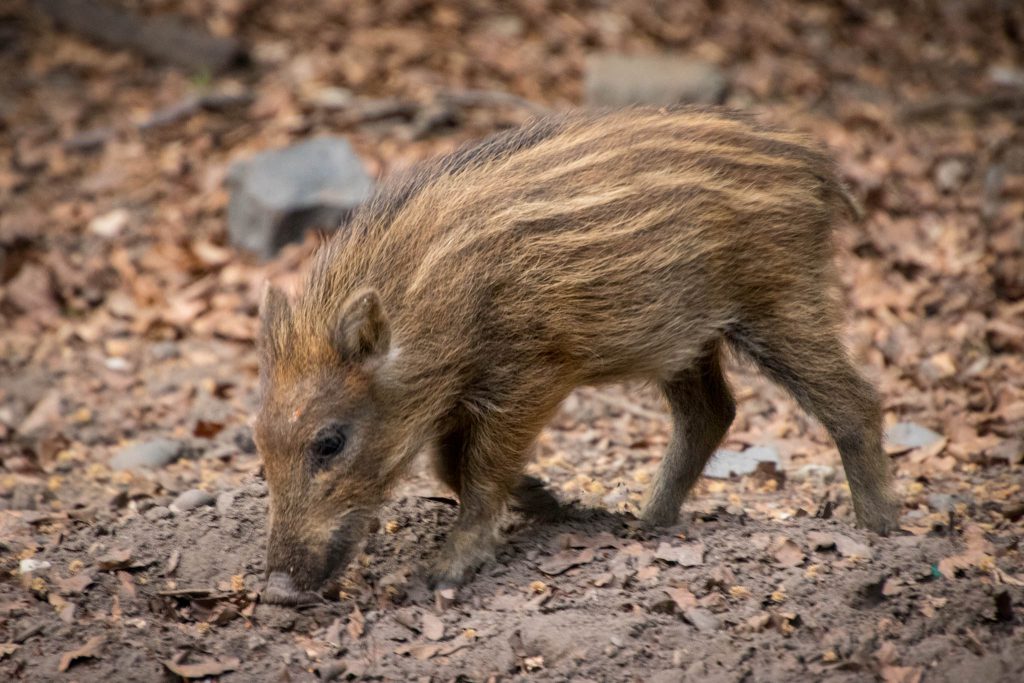 Wildpark Dünnwald - Frischlinge