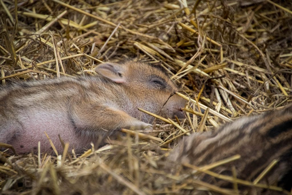 Wildpark Dünnwald - Frischlinge