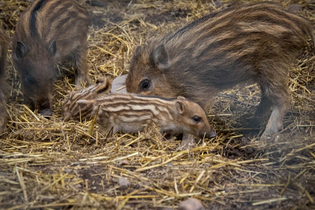 Wildpark Dünnwald - Frischlinge