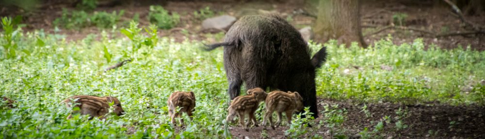 Wildpark Dünnwald