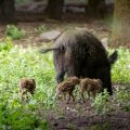 Wildpark Dünnwald