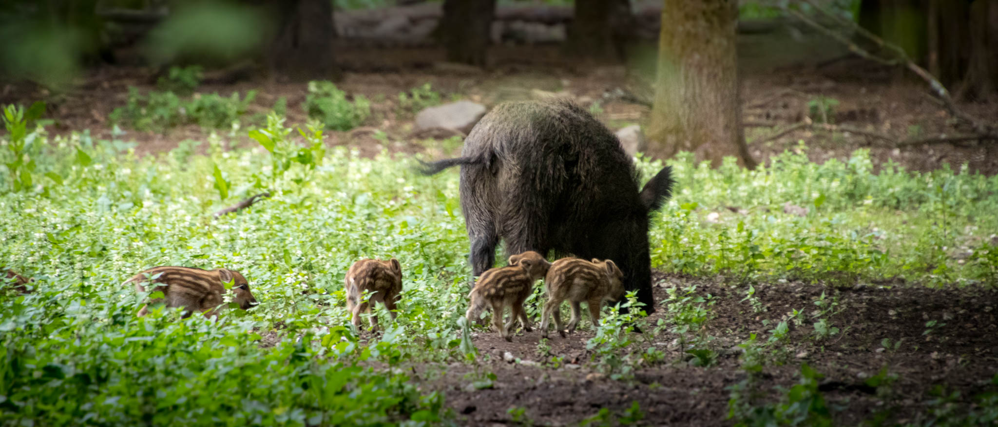 Wildpark Dünnwald