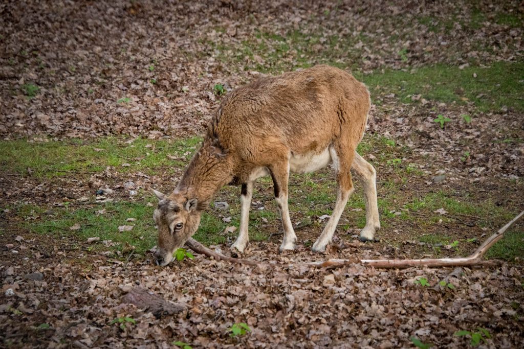 Wildpark Dünnwald