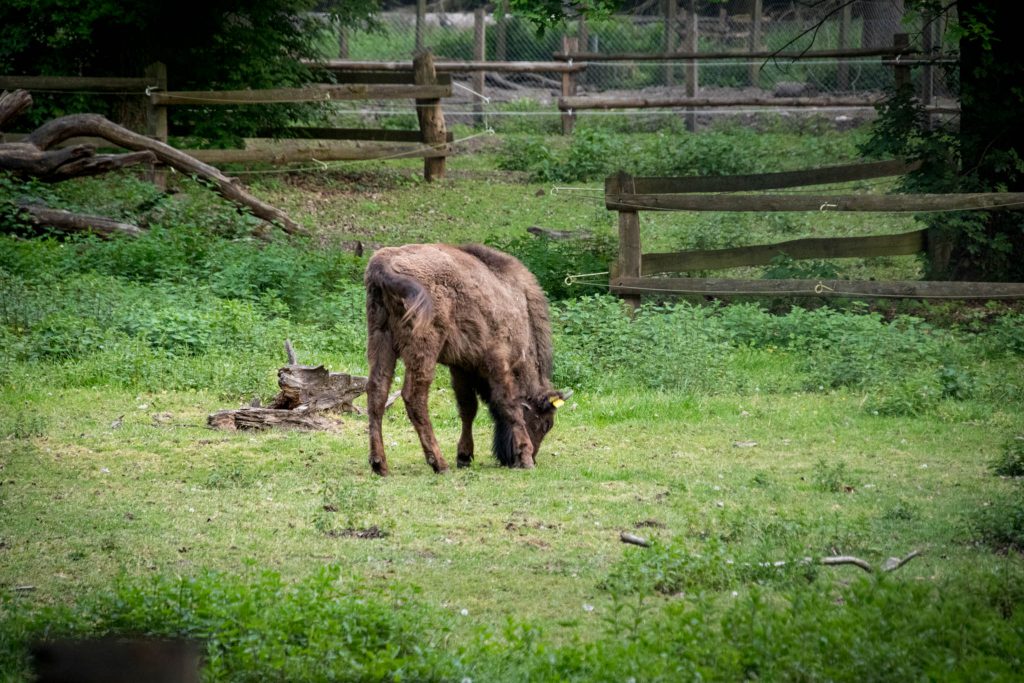 Wildpark Dünnwald - Ein junger Wisent