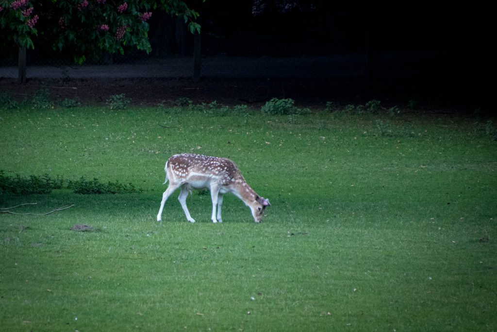 Wildpark Dünnwald