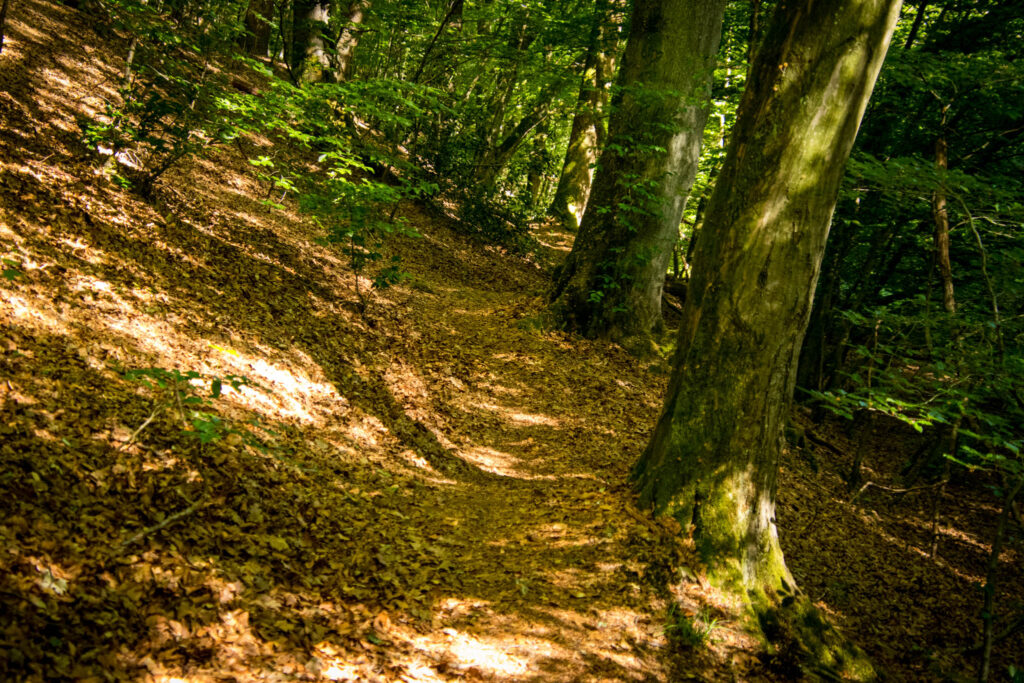 Wandern an der Dhünntalsperre - Rund um die Vorsperre Kleine Dhünn