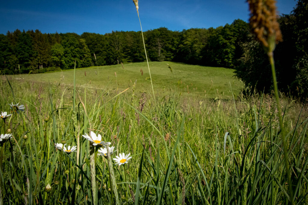 Wandern an der Dhünntalsperre - Rund um die Vorsperre Kleine Dhünn