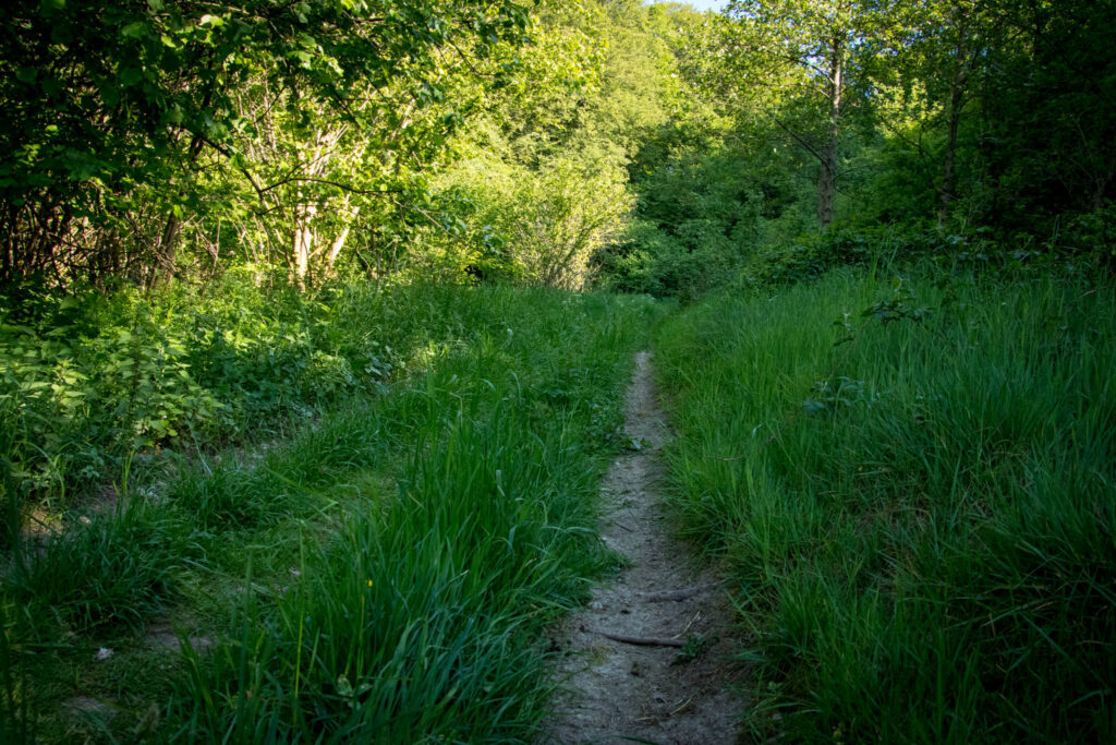 Wandern an der Dhünntalsperre - Rund um die Vorsperre Kleine Dhünn