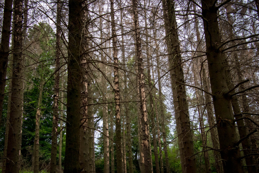 Unterwegs im Bergischen Wanderland: Streifzug Nr. 8 – Steinhauerpfad in Lindlar