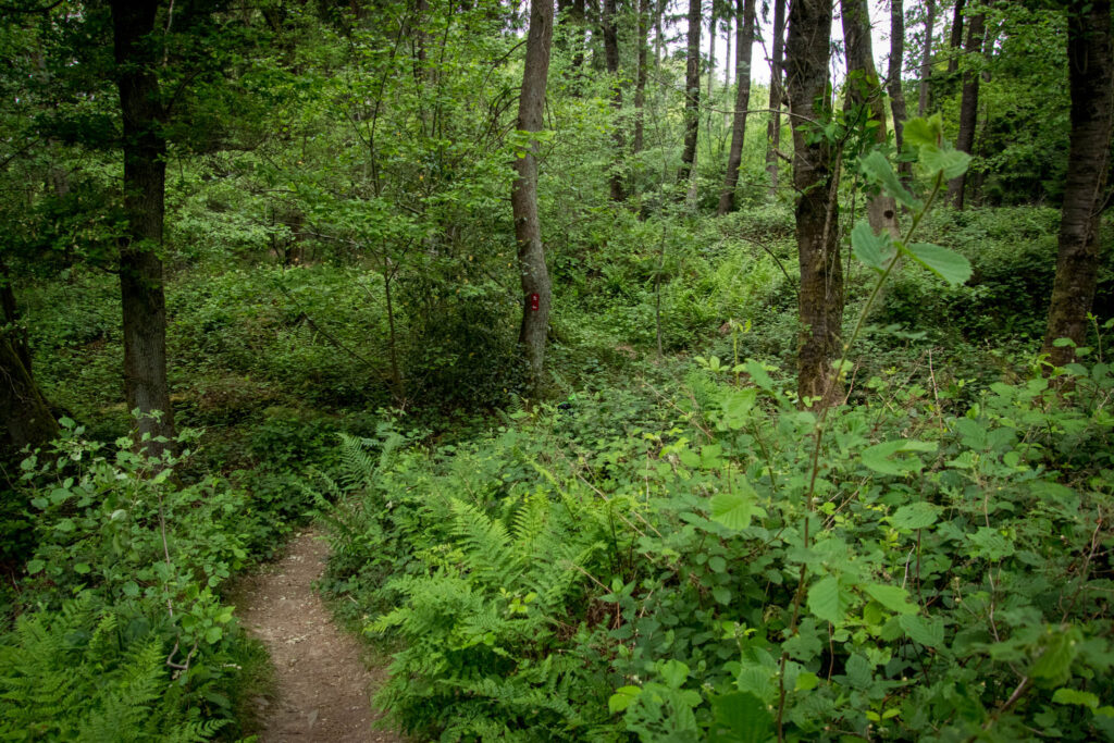 Unterwegs im Bergischen Wanderland: Streifzug Nr. 8 – Steinhauerpfad in Lindlar