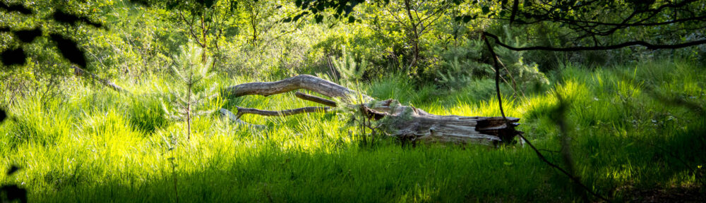 Solingen - Ohligser Heide