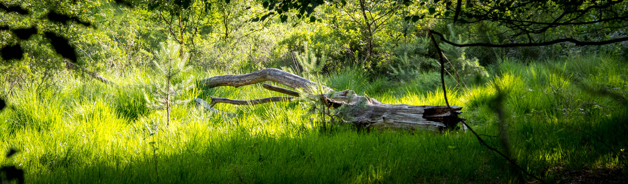 Solingen - Ohligser Heide