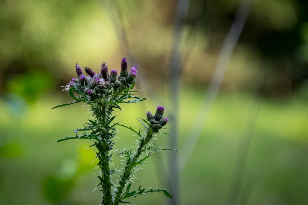 Solingen - Ohligser Heide