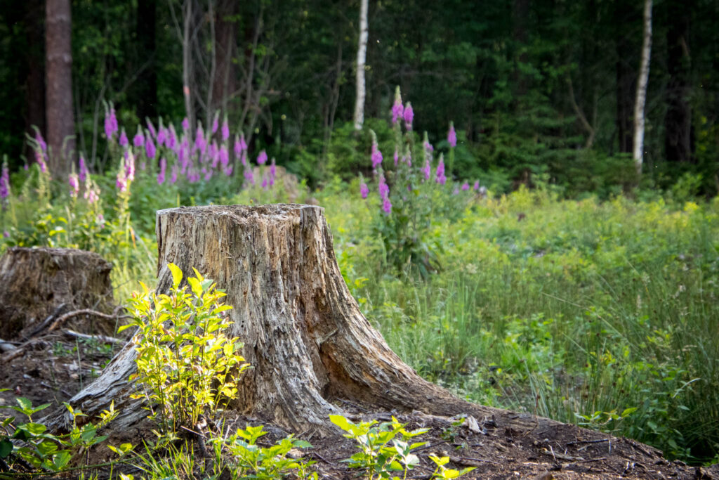 Solingen - Ohligser Heide