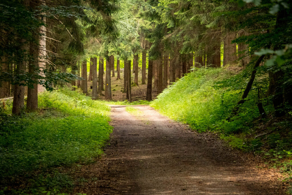 Streifzug Nr. 23 – Waldmythenweg in Waldbröl