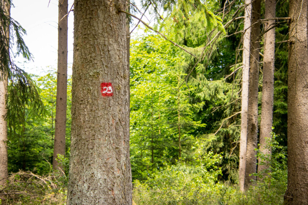 Streifzug Nr. 23 – Waldmythenweg in Waldbröl