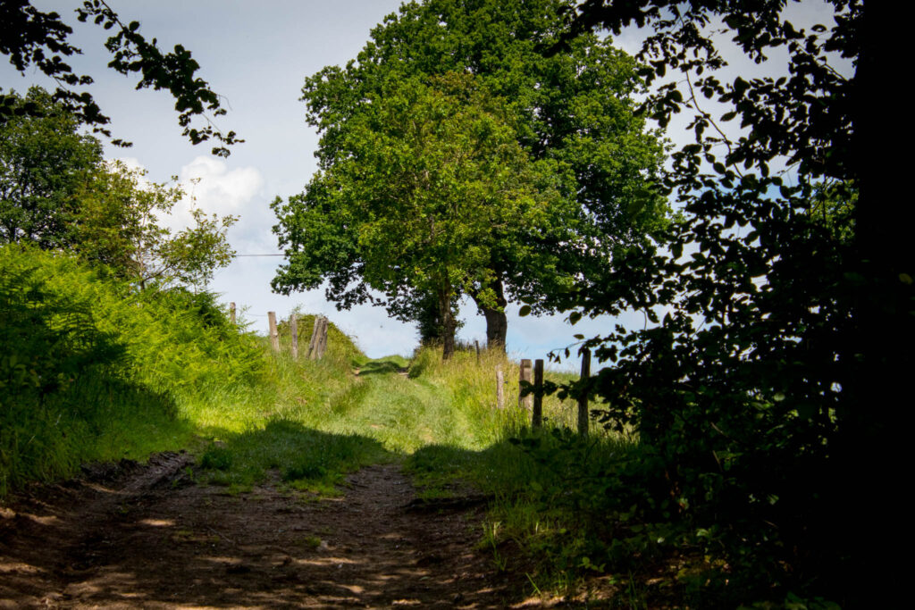 Streifzug Nr. 23 – Waldmythenweg in Waldbröl