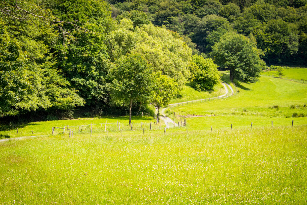 Streifzug Nr. 23 – Waldmythenweg in Waldbröl