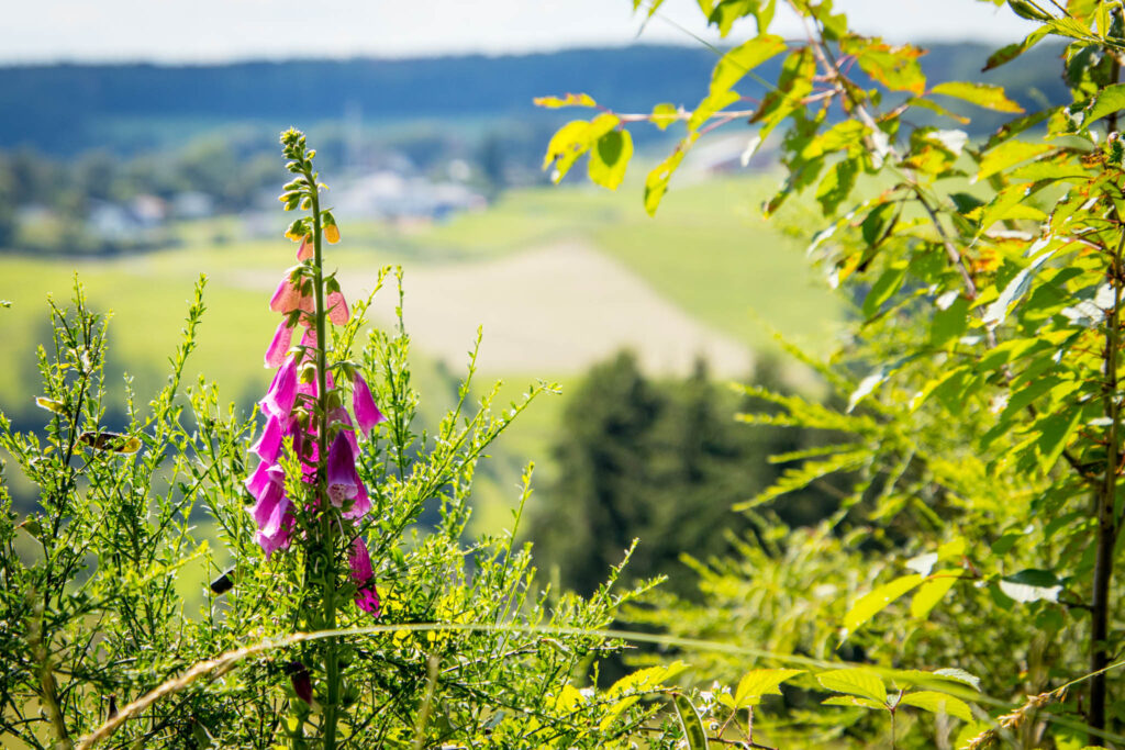 Streifzug Nr. 23 – Waldmythenweg in Waldbröl