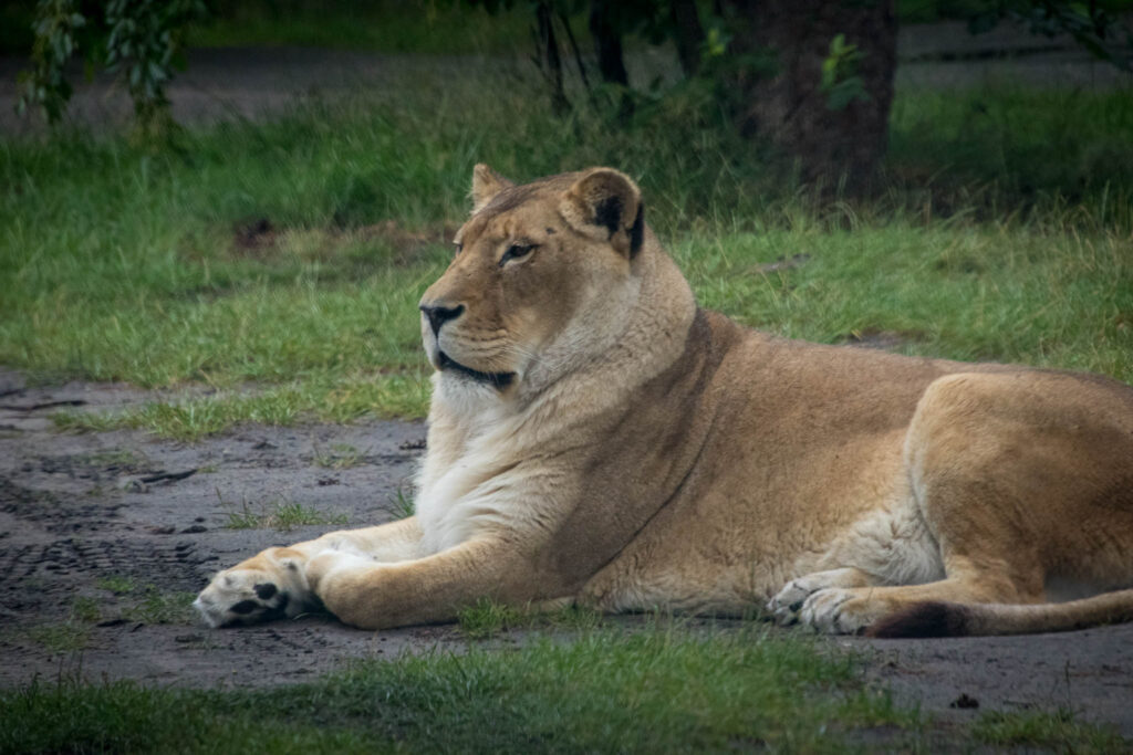 Safariland Stukenbrook - Safari zum selber fahren in NRW