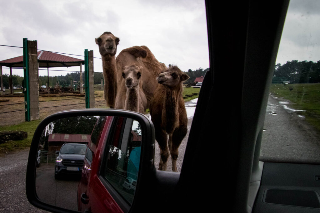 Safariland Stukenbrook - Safari zum selber fahren in NRW