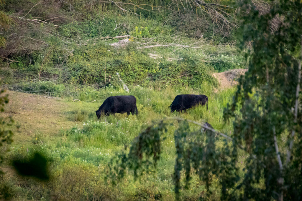 Zwischen Köln Dünnwald und Leverkusen Schlebusch - Wandern im Naturschutzgebiet "Am Hornpottweg" - Glanrinder