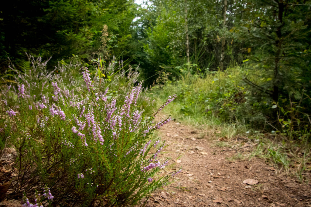 Wandern auf dem Streifzug Nr. 14 - Höhlenweg Engelskirchen