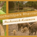 Hochwildpark Rheinland in Mechernich-Kommern