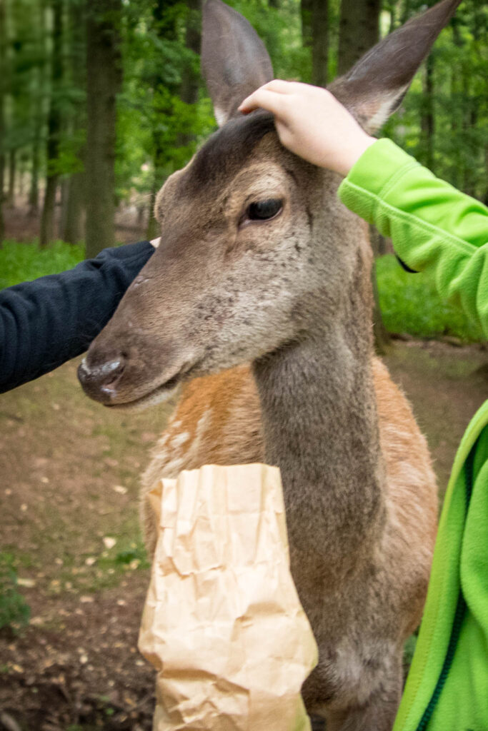 Hochwildpark Rheinland in Mechernich-Kommern