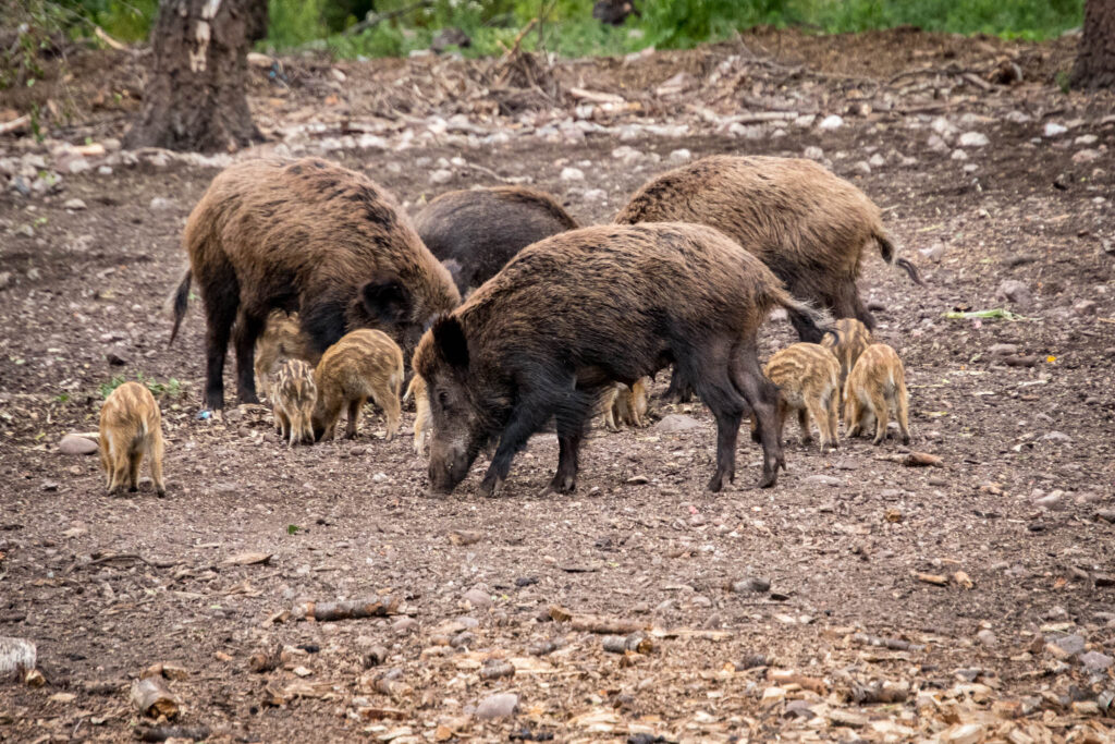 Hochwildpark Rheinland in Mechernich-Kommern