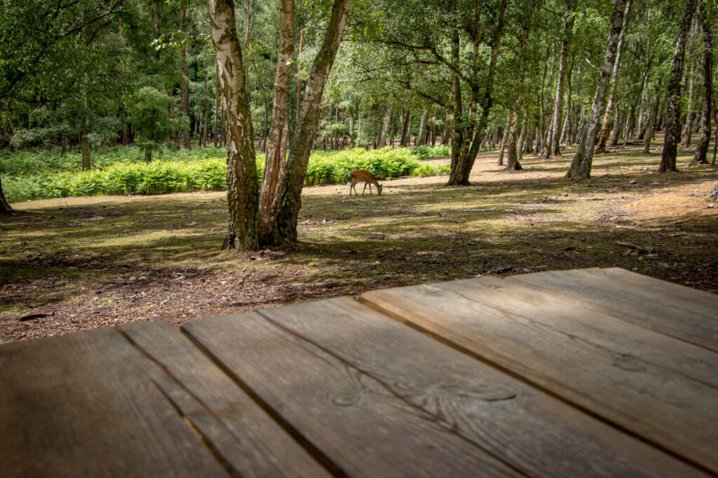 Hochwildpark Rheinland in Mechernich-Kommern