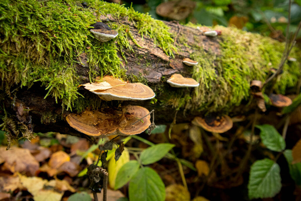 Wandern im Bergischen Land |  Hilgen - Eifgenbachtal