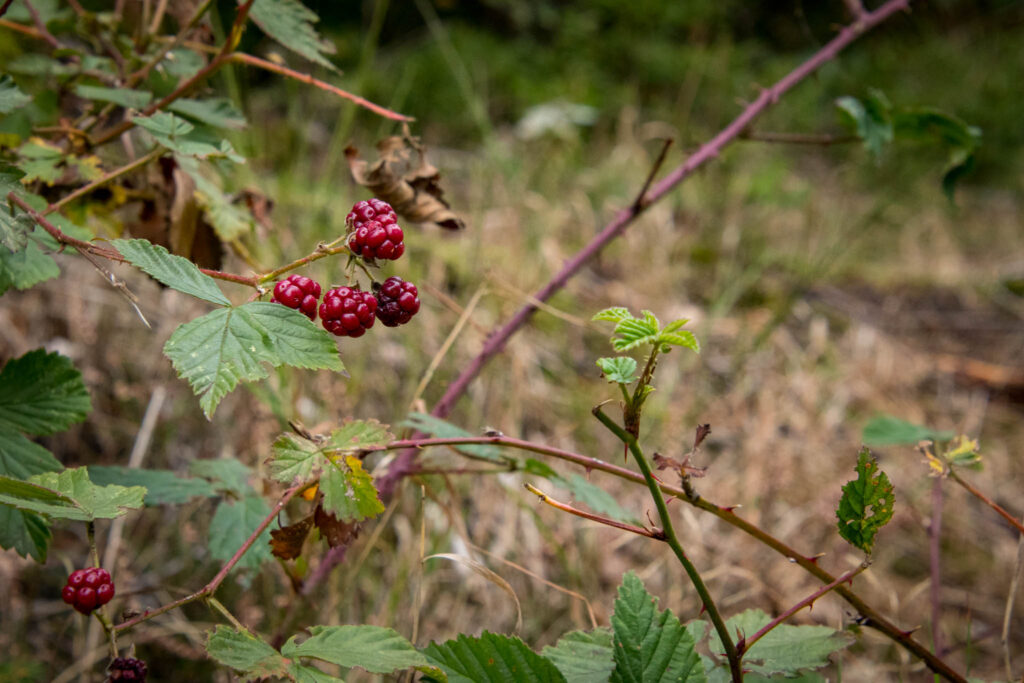 Wandern im Bergischen Land |  Hilgen - Eifgenbachtal