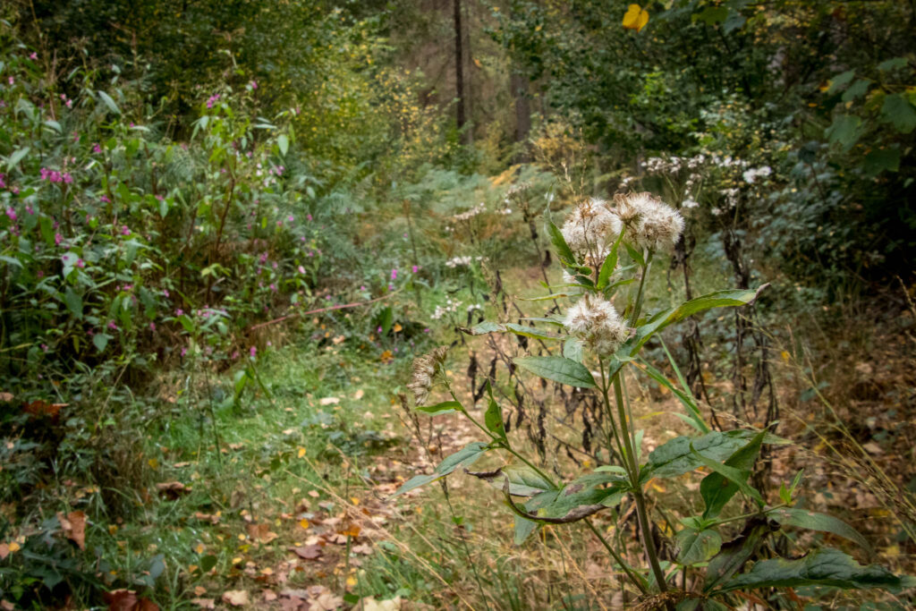 Wandern im Bergischen Land |  Hilgen - Eifgenbachtal