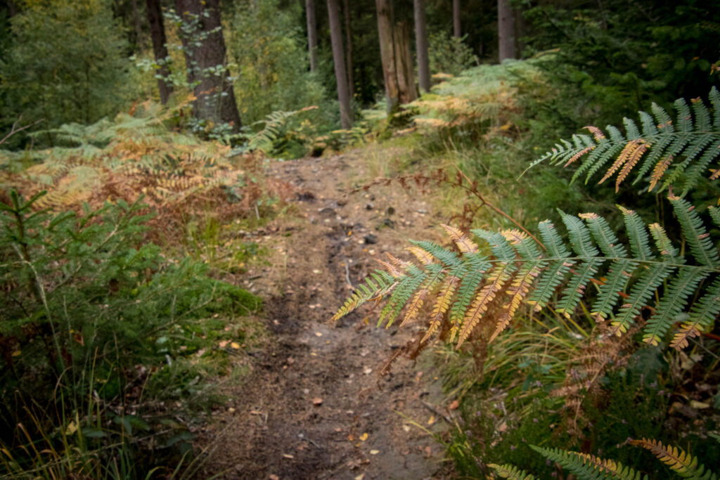 Wandern im Bergischen Land |  Hilgen - Eifgenbachtal