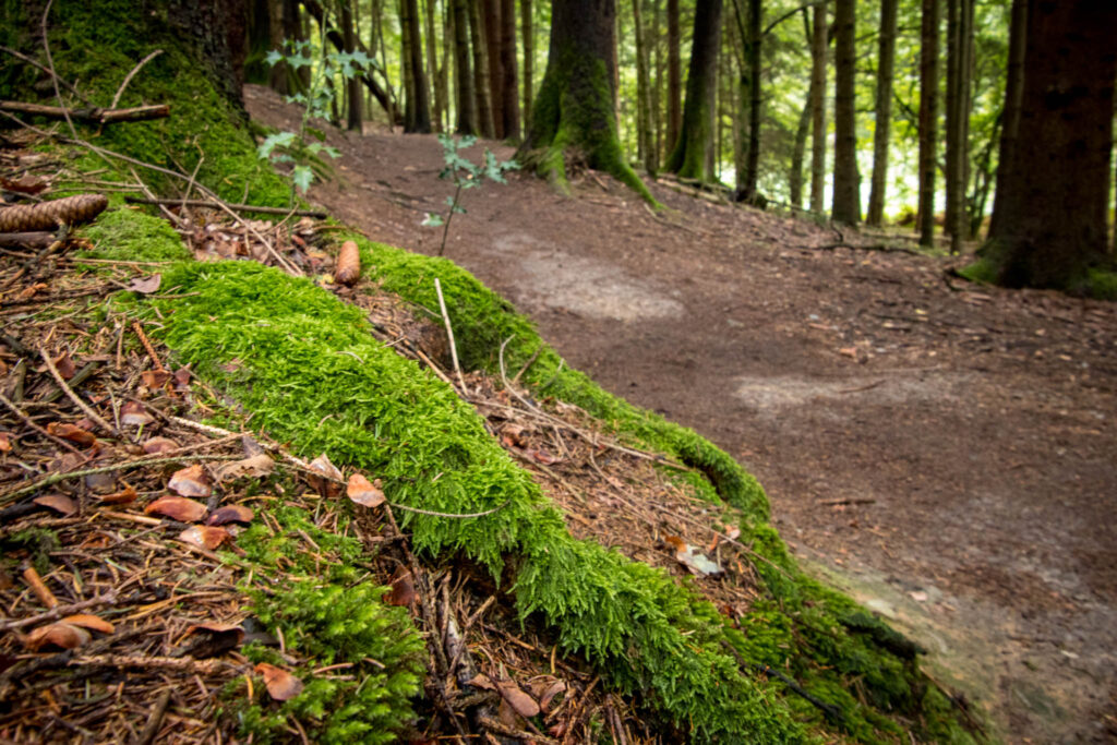 Wandern im Bergischen Land |  Hilgen - Eifgenbachtal