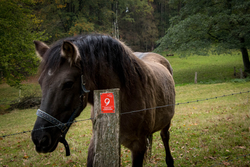 Wandern im Oberbergischen auf dem Streifzug #9 – Bergischer Fuhrmannsweg des Bergischen Wanderlandes in Marienheide