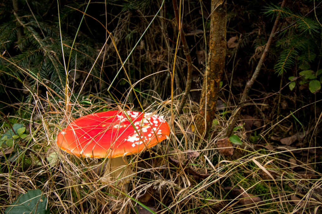 Wandern im Oberbergischen auf dem Streifzug #9 – Bergischer Fuhrmannsweg des Bergischen Wanderlandes in Marienheide