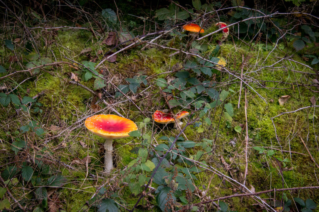 Wandern im Oberbergischen auf dem Streifzug #9 – Bergischer Fuhrmannsweg des Bergischen Wanderlandes in Marienheide