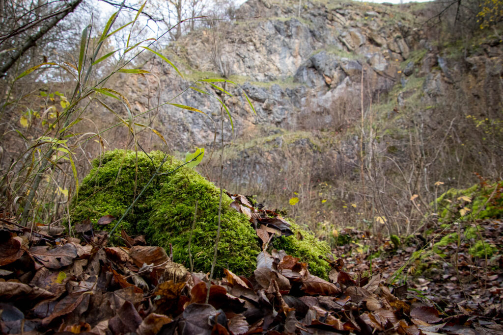 Wandern auf dem Löwenzahn Erlebnispfad in Nettersheim in der Eifel